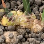 Radice di zenzero in coltura acquaponica